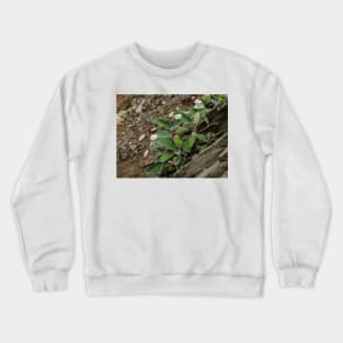 The Marlborough Rock Daisy Crewneck Sweatshirt